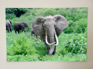 Mom & Baby Elephant in Serengeti