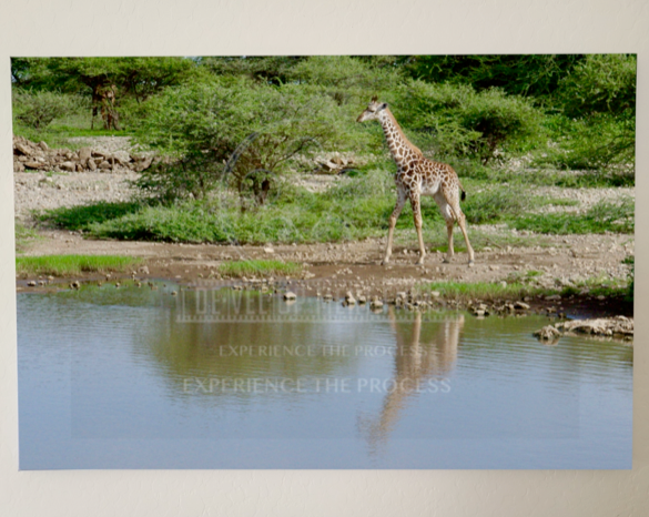 Giraffe reflecting in the Serengeti