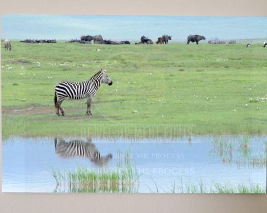 Zebra Reflecting in Serengeti