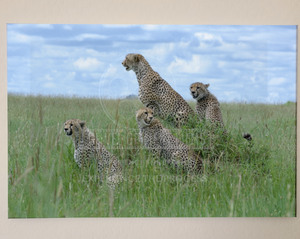 Four Cheetahs in the Serengeti