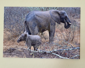 Mom & Baby Elephant in Serengeti
